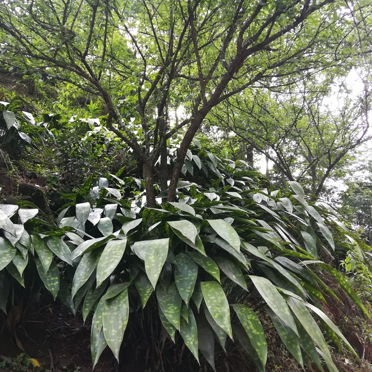 香馜四川花粽叶 新鲜粽子叶 一叶兰箬叶 花斑粽叶 大粽子叶 包粽子