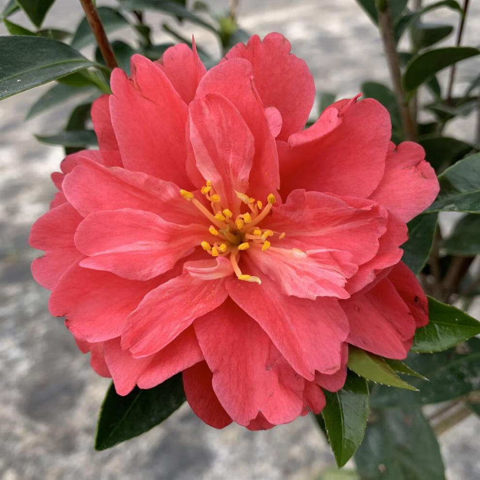 重瓣夏日七心小璇国色衍平文清花开不断阳台庭院植物夏日七心2年苗含