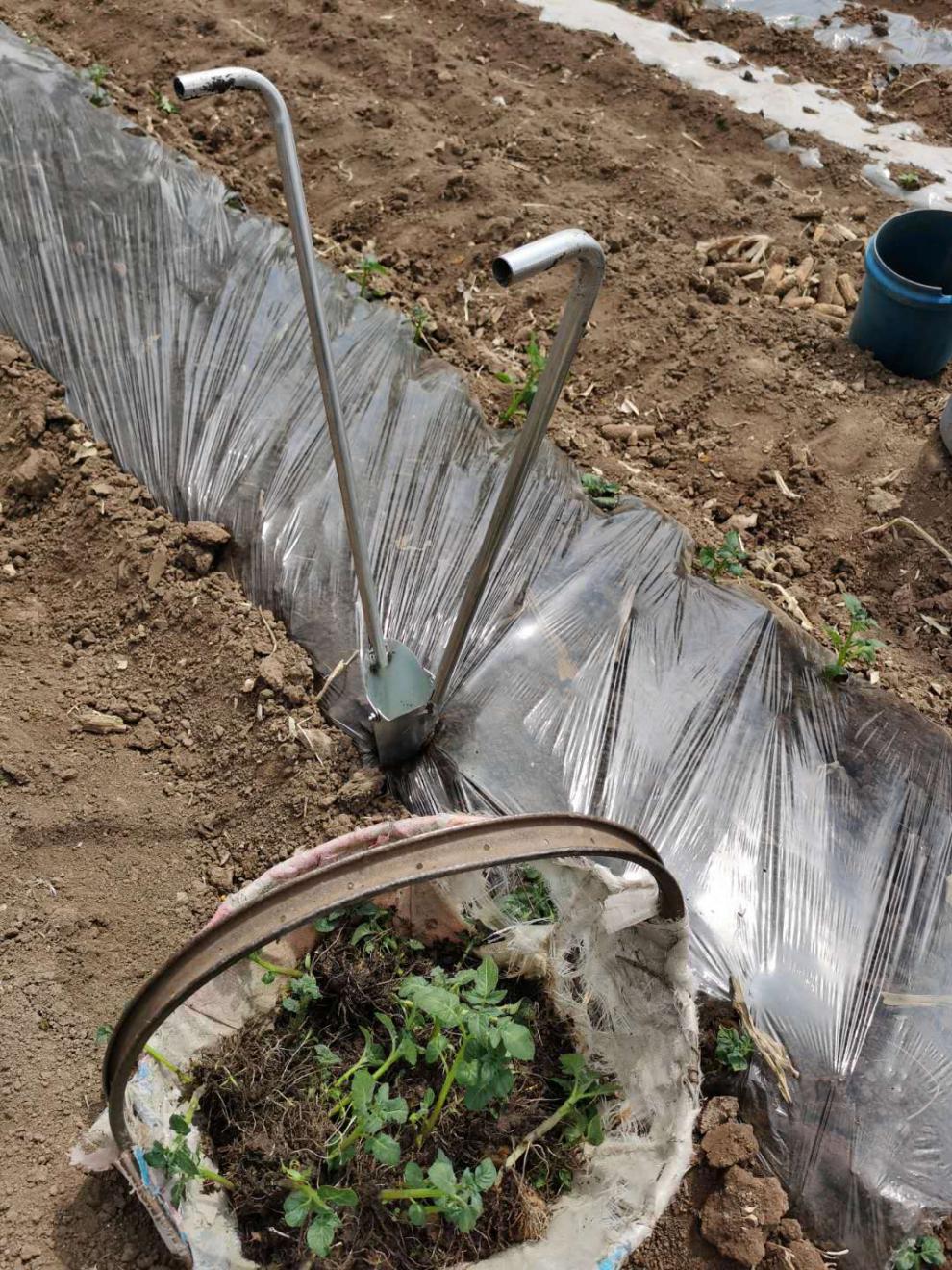 栽苗器移苗器加厚带脚蹬多功能种西瓜豆角番茄土豆辣椒苗神器移植 无