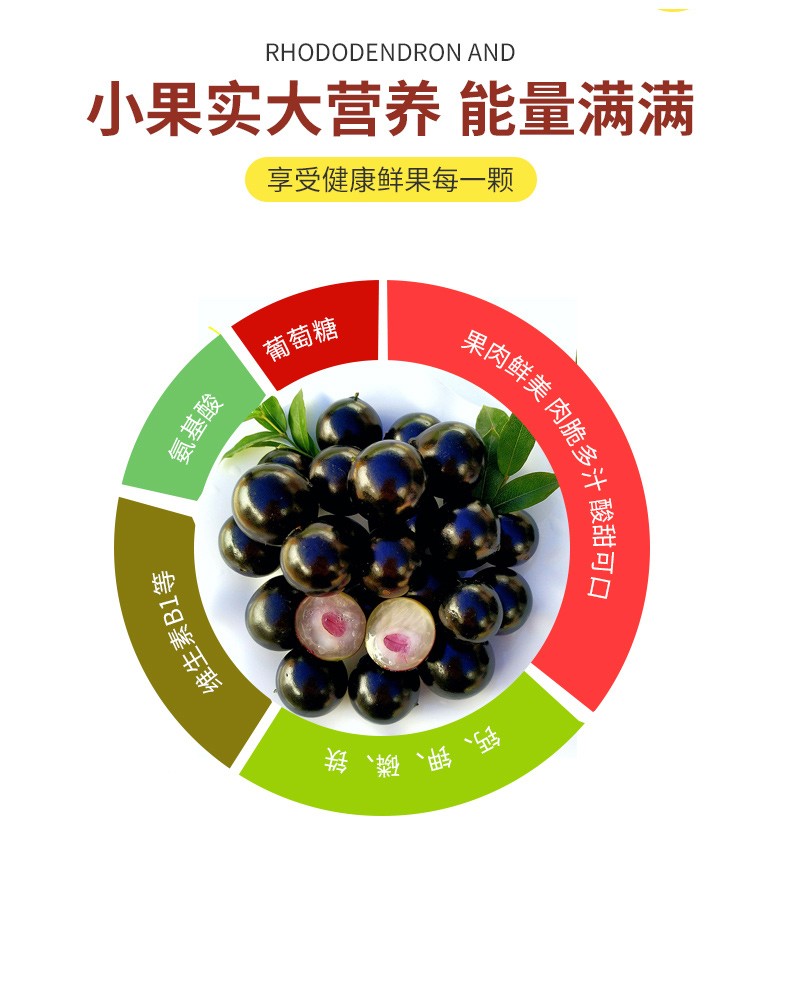 顺丰空运嘉宝果鲜果现摘大果新鲜孕妇稀有罕见水果现货嘉宝果2斤大果