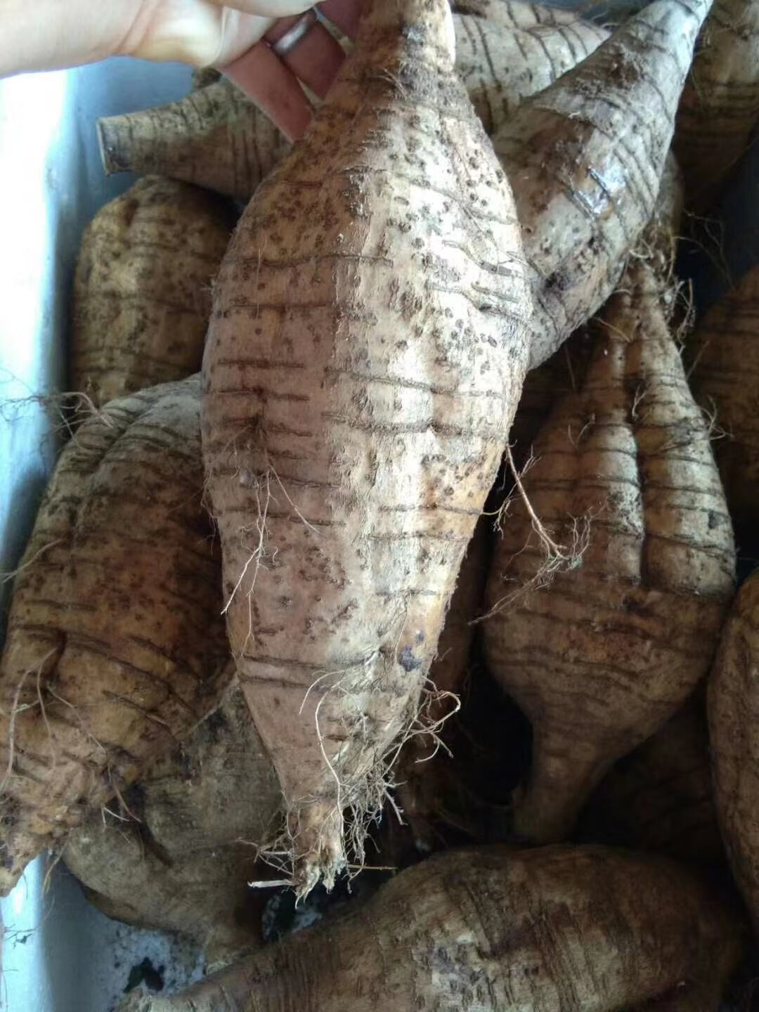 【精选s级】新鲜葛根广西特产藤县和平粉葛葛根葛薯现挖葛根煲汤佳品