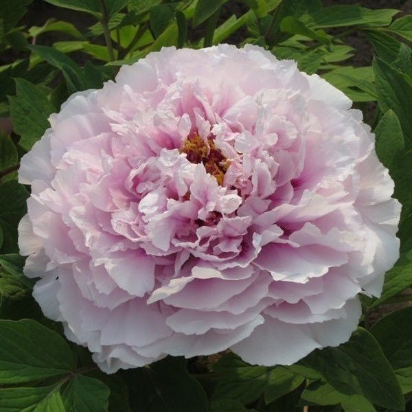 正宗牡丹花苗观赏重瓣大条易成活庭院阳台盆栽花卉花王绿植粉中冠二年