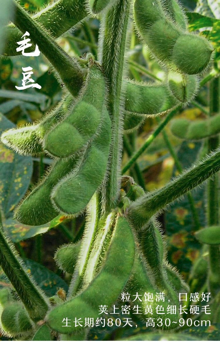 蔬萊疏蔬菜菜子毛豆刀豆缸豆種籽大田壽禾紅玉無筋架豆種子50g原裝