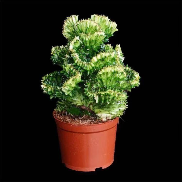 玉麒麟盆栽 彩麒麟盆栽仙人掌花卉室内绿植吸甲醛植物春峰盆景 玉麒麟