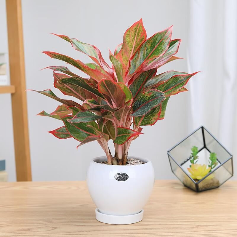 万年红盆栽皇后万年青绿植室内花卉吸甲醛植物彩叶粗肋草水培盆景 3颗