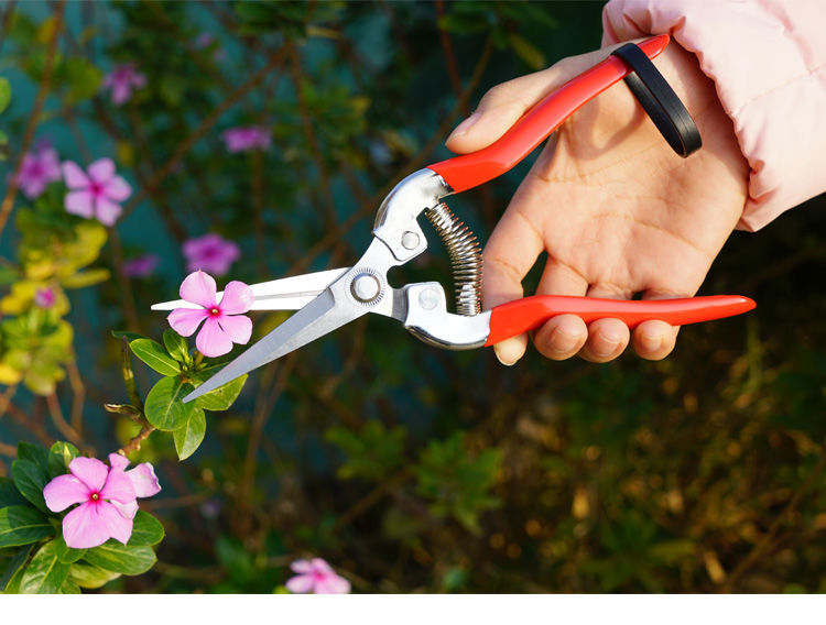 加厚不锈钢强力园林园艺修枝剪家用修花摘果摘花椒花卉嫁接工具钟呺