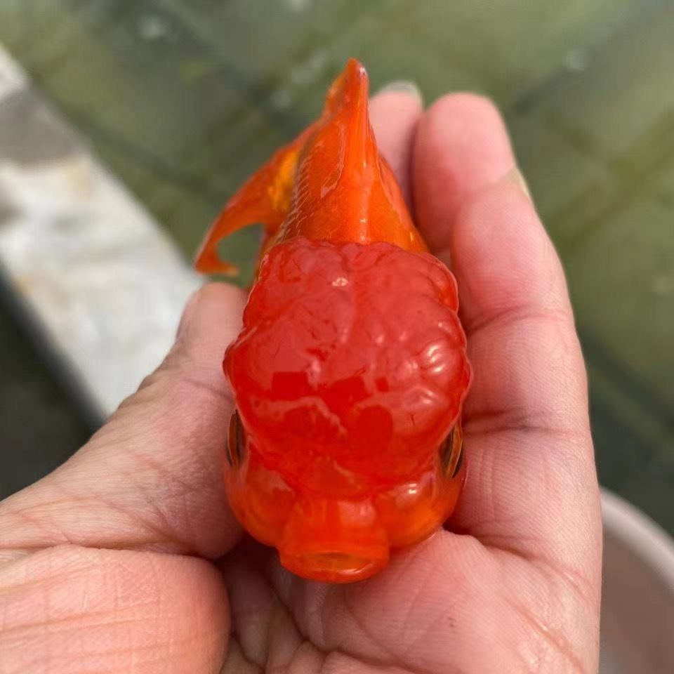 国狮红狮子头金鱼观赏鱼活鱼冷水淡水鱼好养耐活风水鱼招财鱼小型 红