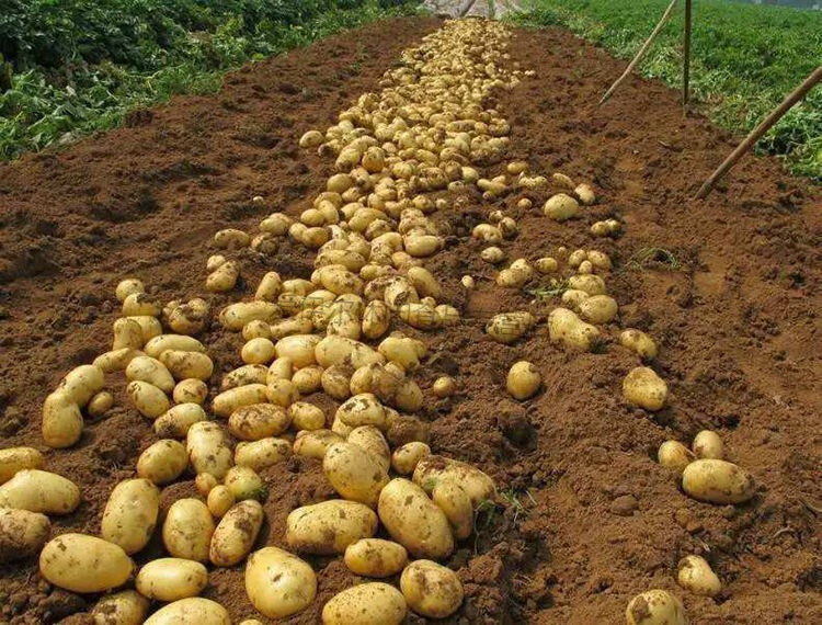 恩施黄心小土豆农家自种蔬菜3斤9斤马铃薯新鲜迷你洋芋新土豆批发五斤