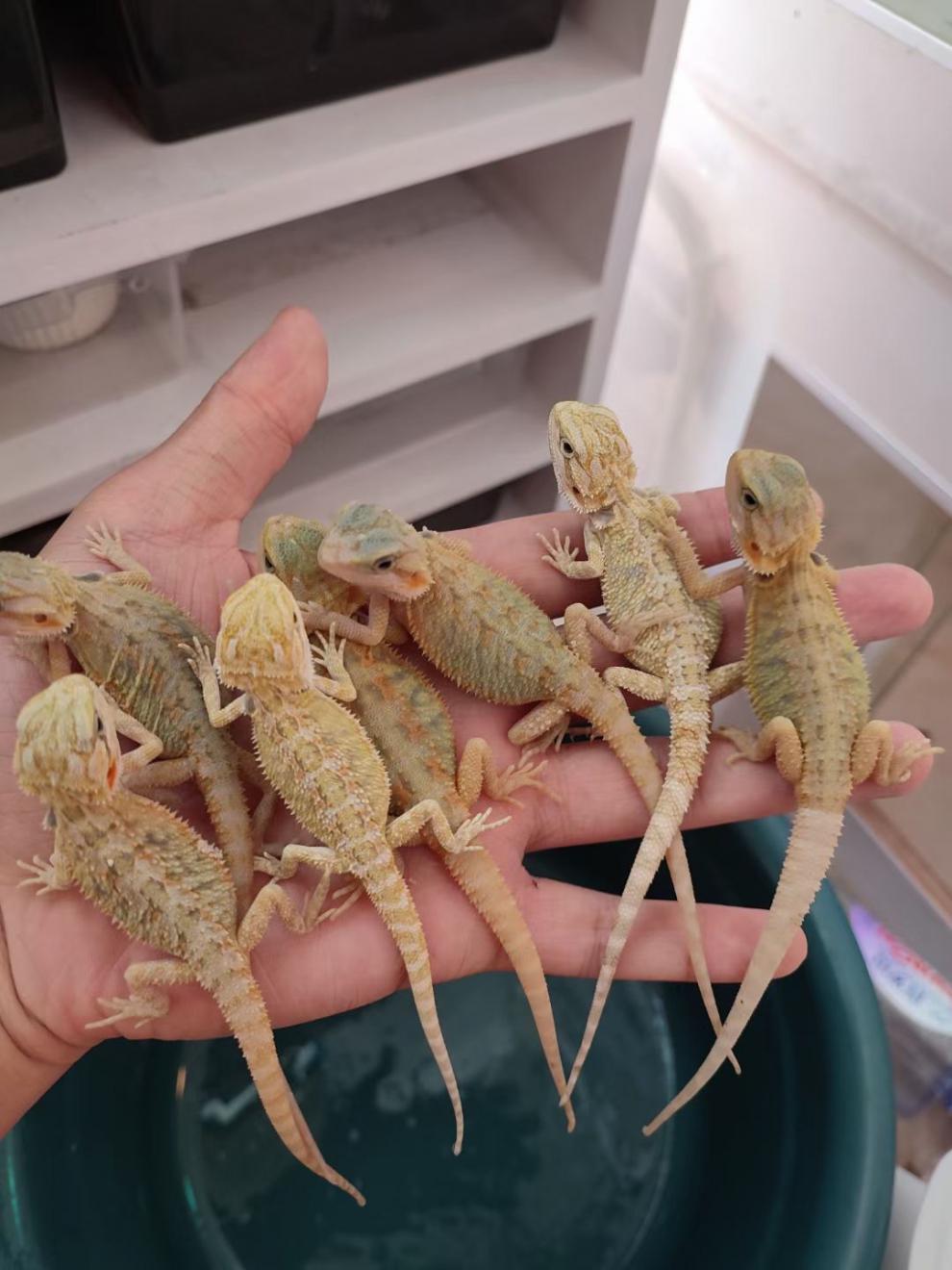 鬃狮蜥鬃狮幼体红系温顺可爱不咬人入门级爬行动物活物活体新手 白甲