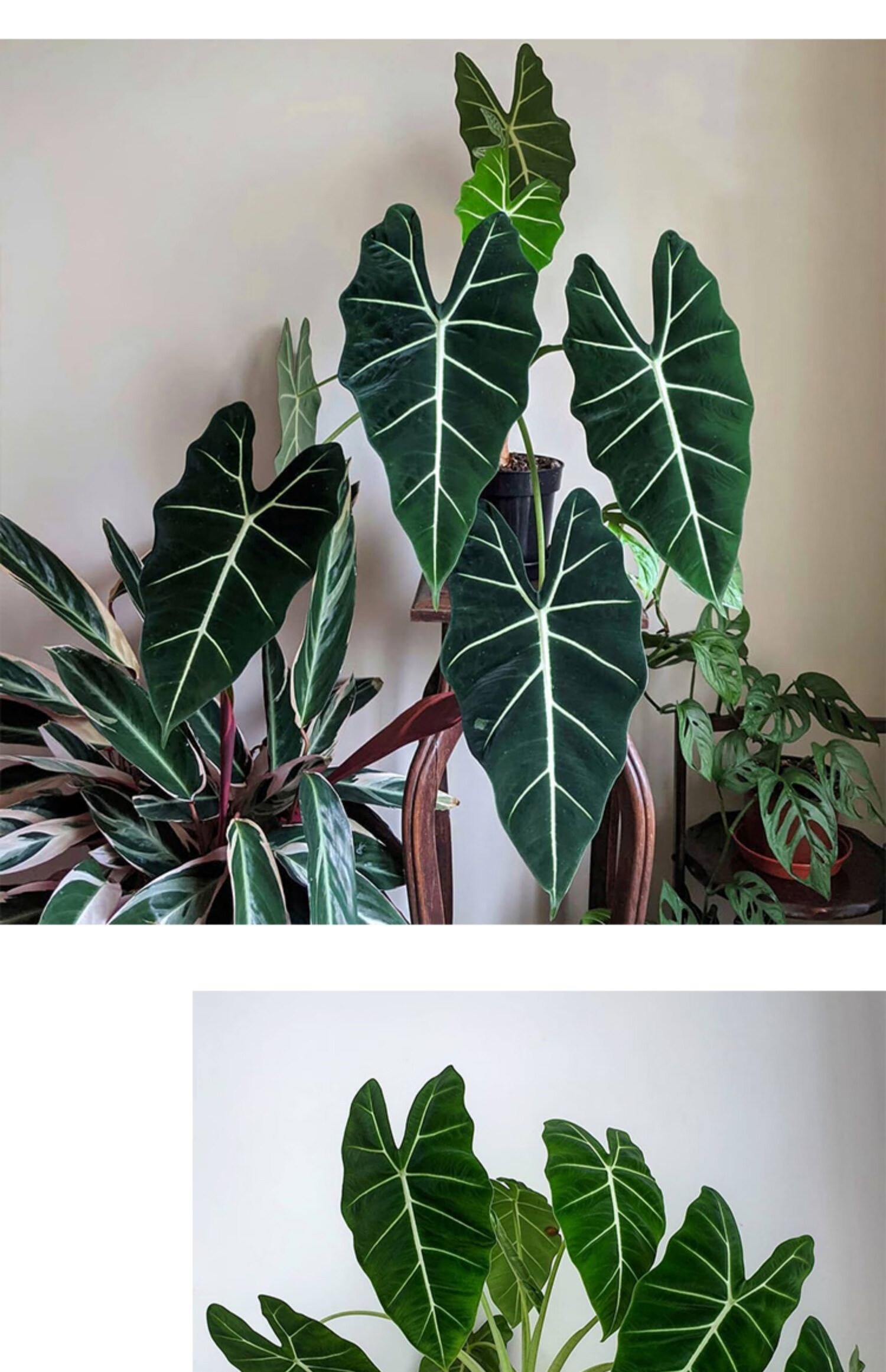 绿天鹅海芋天鹅绒竹芋稀有特级室内阳台庭院热植入门绿