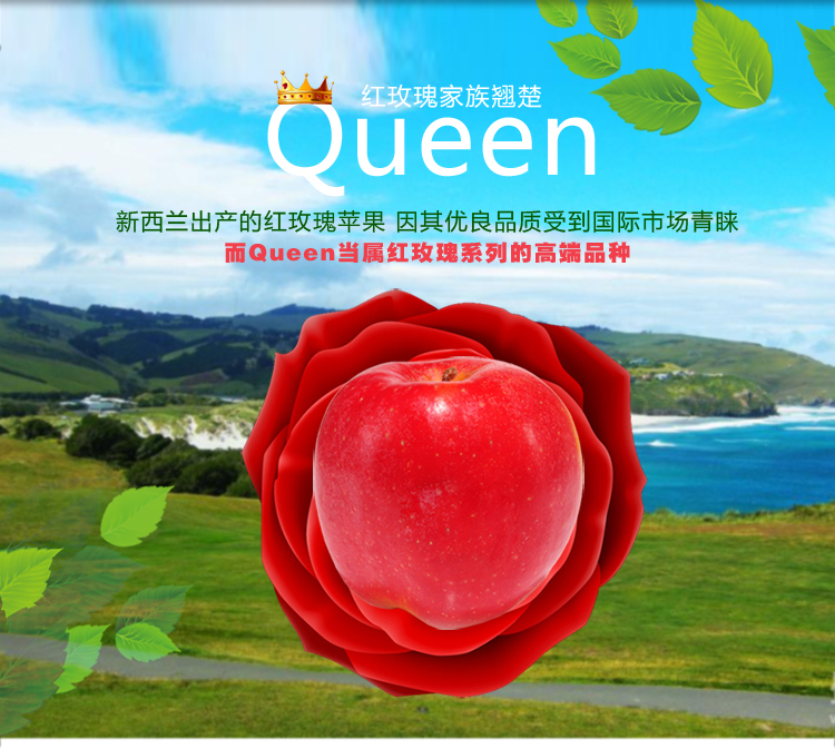 新西兰taylor泰勒苹果4122红玫瑰苹果12个礼盒脆甜皇后苹果高端水果