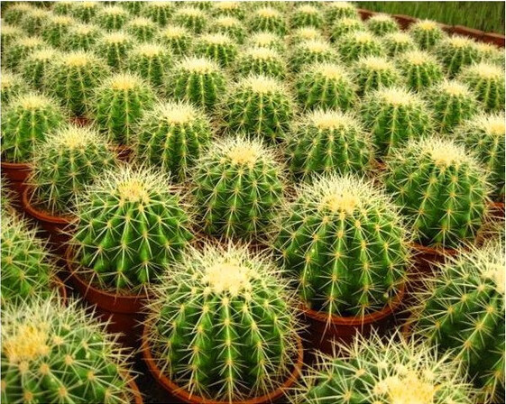 【闪电发货】美虎超大金虎仙人球金琥 大号 超大仙人球 金冠 办公桌