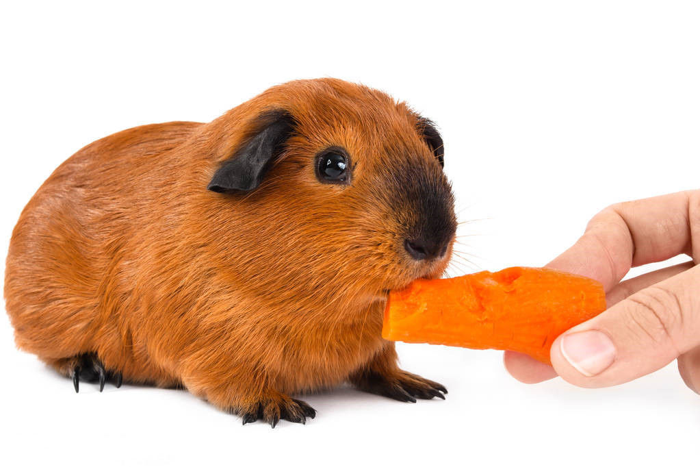 荷兰猪活物豚鼠活体荷兰鼠宠物荷兰兔彩豚鼠兔加州猪幼崽家养 两只