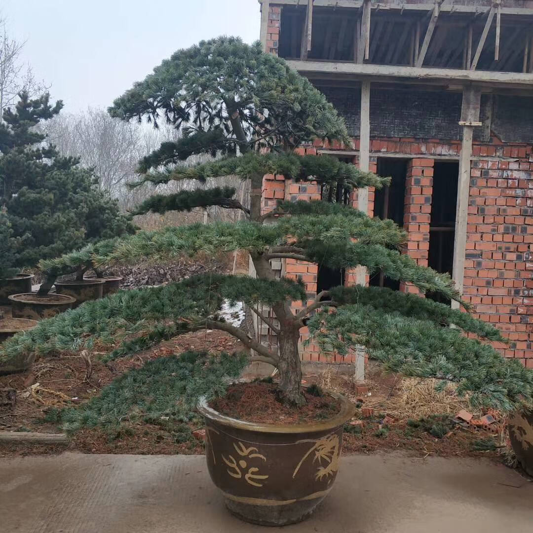 大型迎客松盆景植物大樹樁耐寒造型松樹四季常青室外真樹庭院別墅黑松