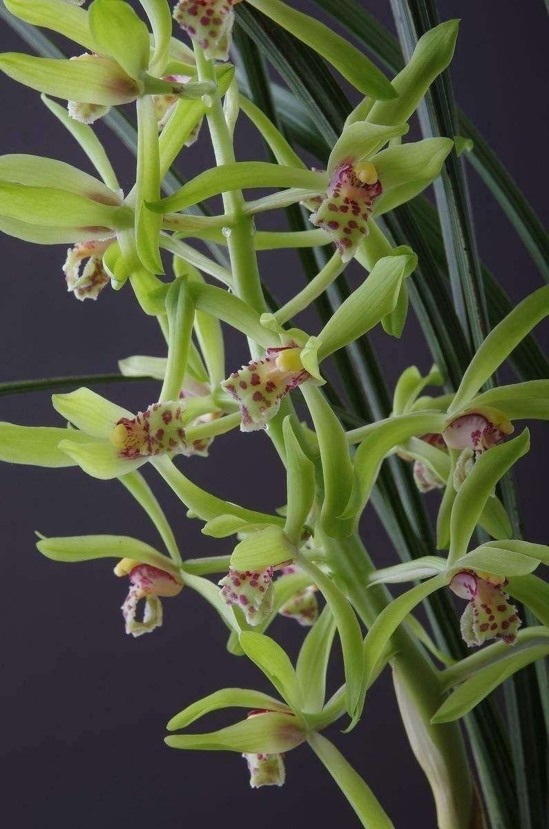 浓香 兰花 九头兰 惠兰 春兰花苗草植物花卉盆景 蕙兰一棵11-12苗连体