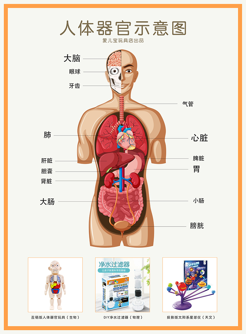 儿童人体器官模型