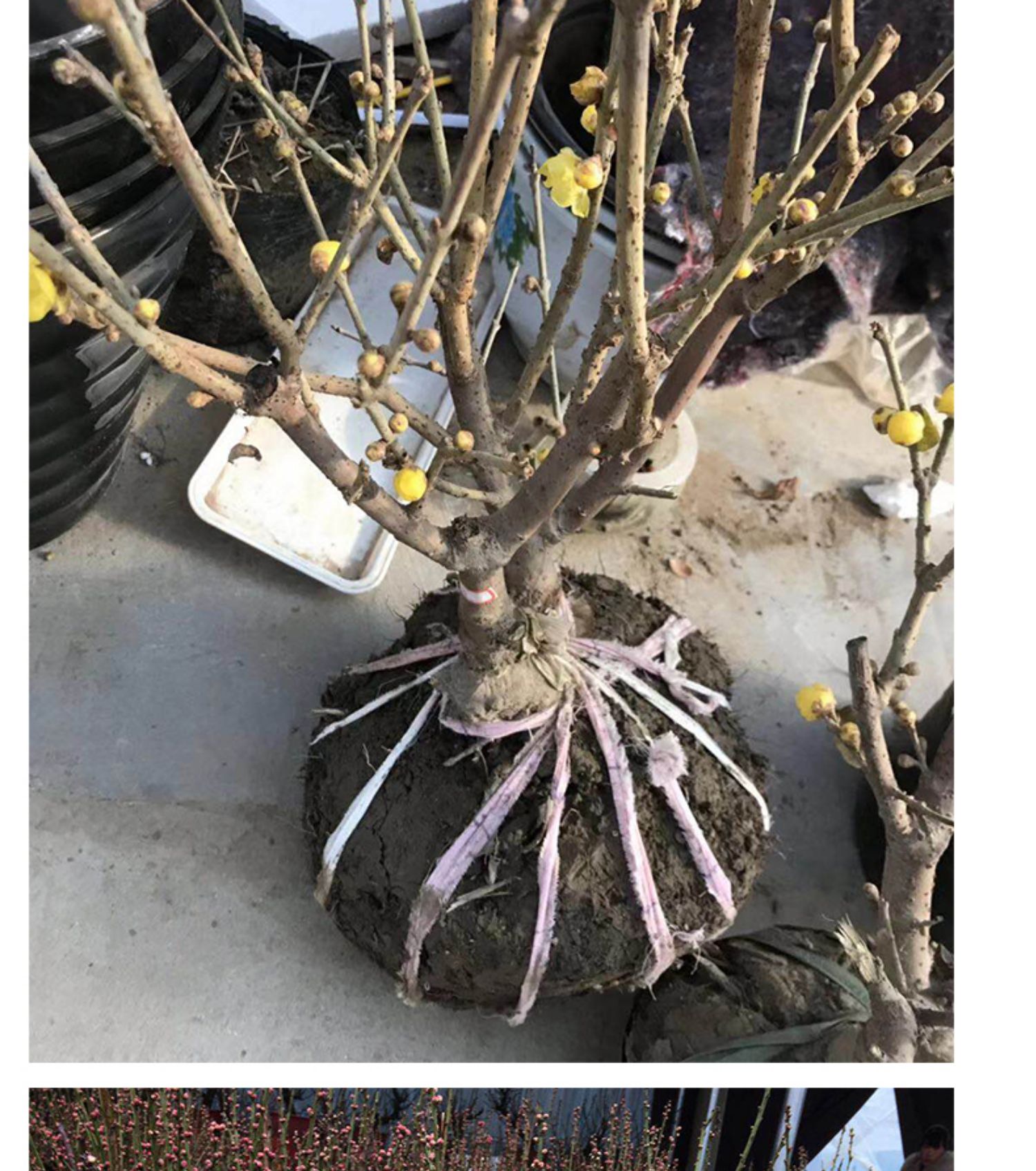 耐寒梅花树苗盆栽盆景花卉红梅老桩庭院室内素心腊梅树苗浓香型红梅2