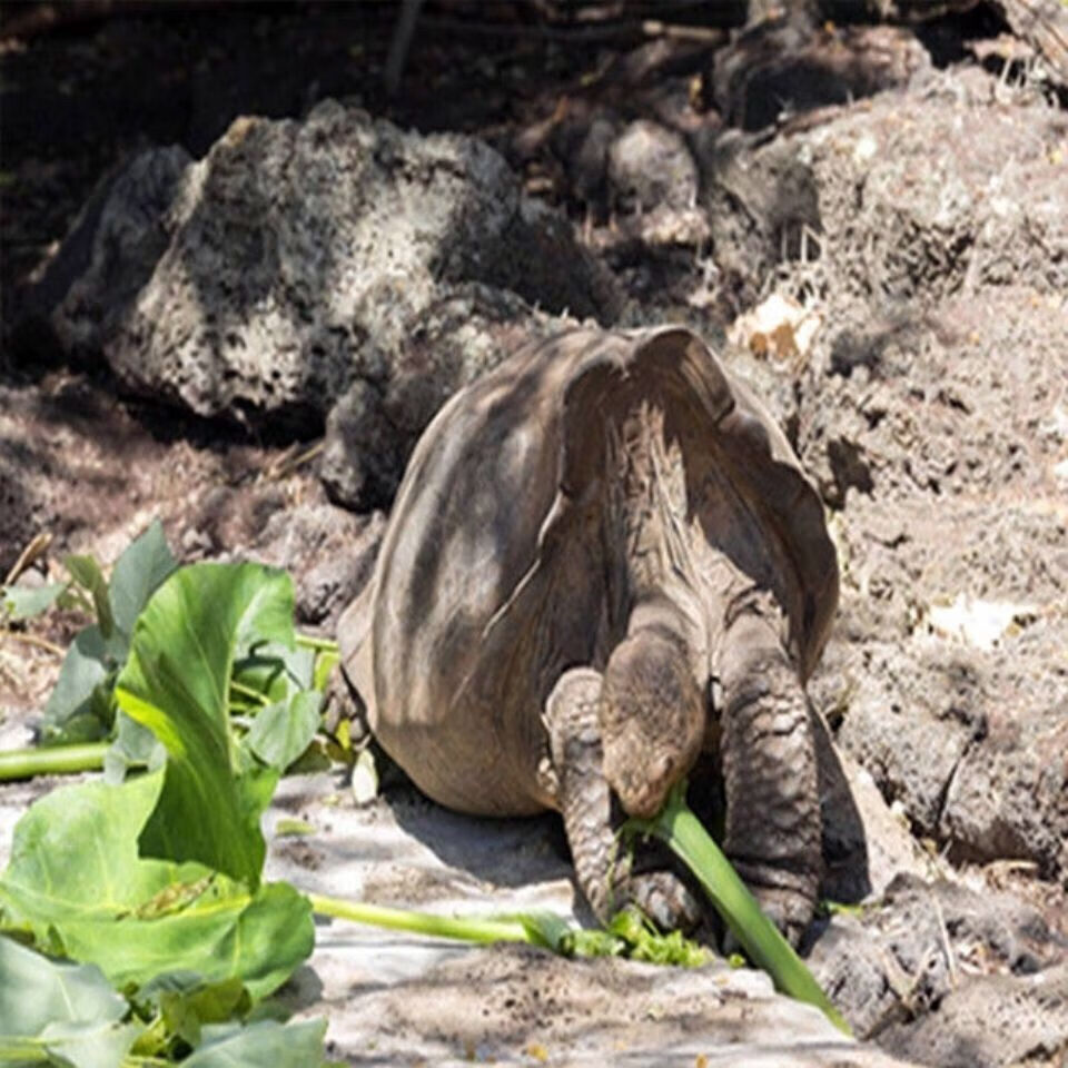 陆地巨型吃菜龟活体宠物小乌龟特大下蛋龟生蛋龟乌龟蛋食用煲汤龟