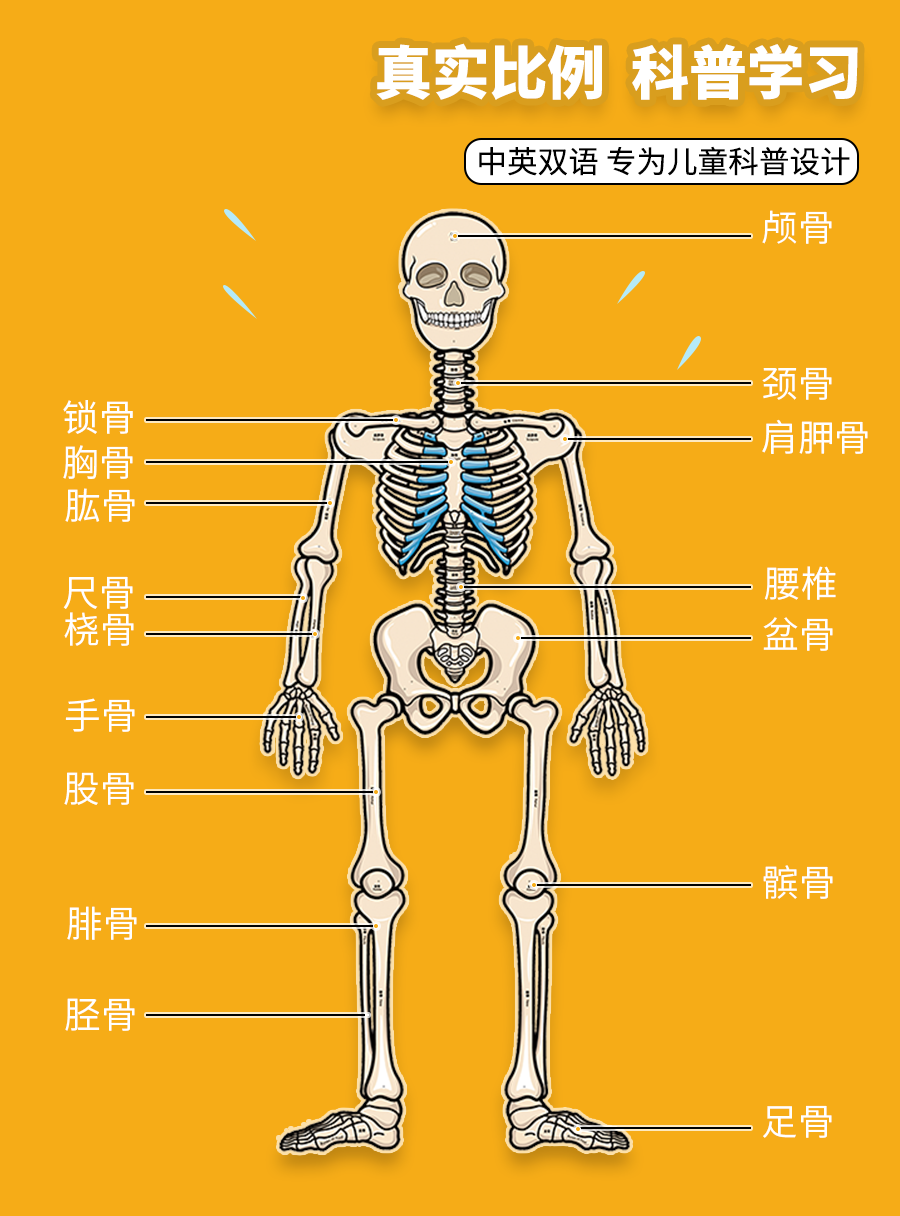 人體結構模型骨骼器官內臟拆卸身體骨架可動構造教具兒童玩具 我的