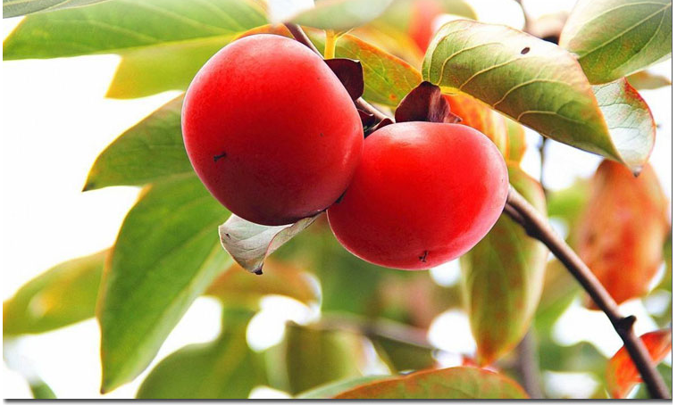 奶油苹果果树黑大甜脆柿子 苗树北方果苗南方地栽特大当年结果庭 富平