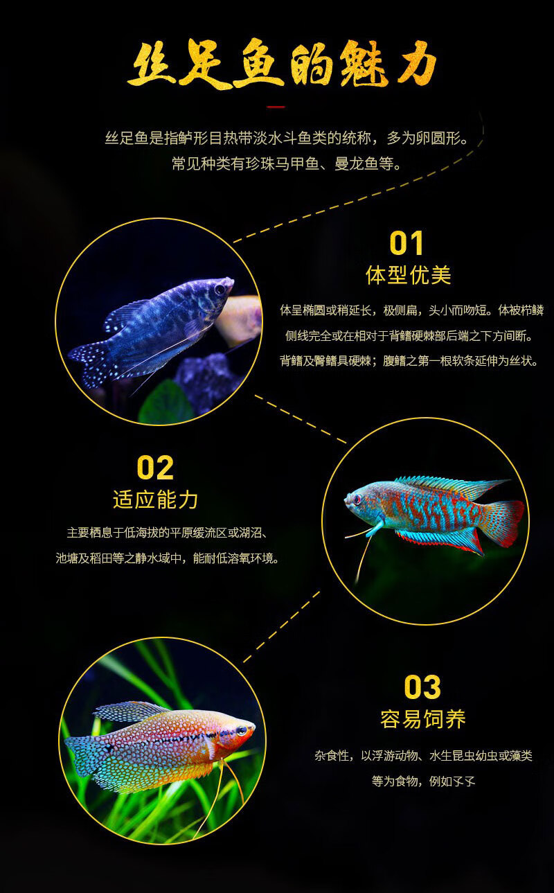 蓝曼龙鱼怎么分公母图图片