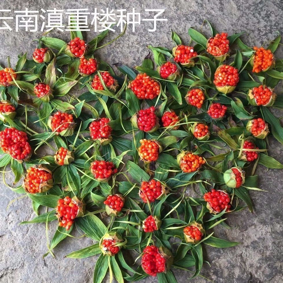有仁堂重楼种子正宗滇重楼种子华重楼七叶一枝花独角莲种子中草药材籽