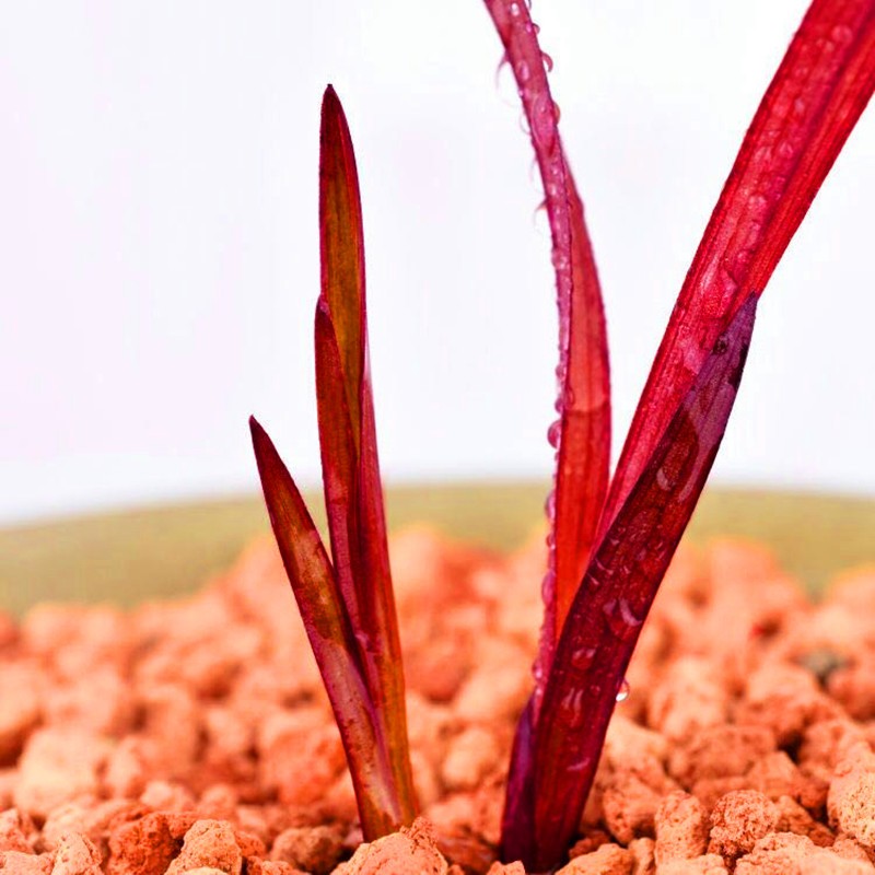 终于降价啦建兰红草红荷兰花浓香型老种矮种四季兰稀有品种高档名贵艺