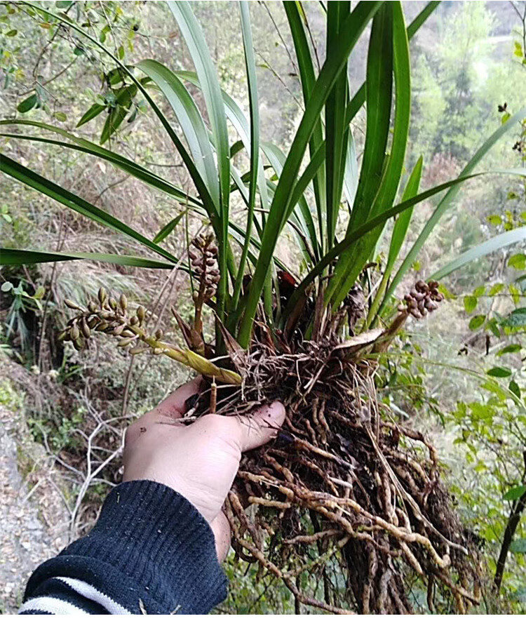 芳皓之睿蜜蜂蘭帶花苞開花多巖蘭臺蘭引蜂誘蜂引蜜蜂蘭花苗盆栽花卉綠