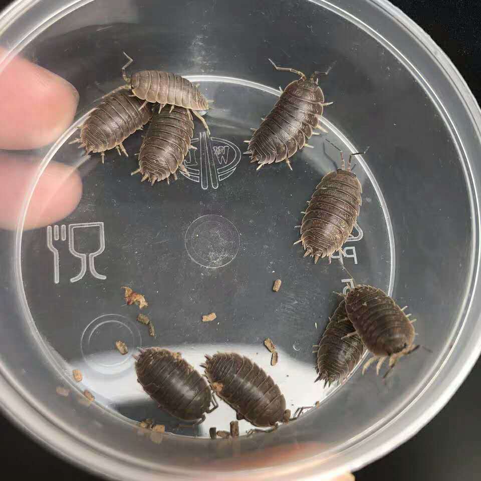 现捉活鼠妇虫活体西瓜虫潮虫学生生物实验活体包活鼠妇虫200只