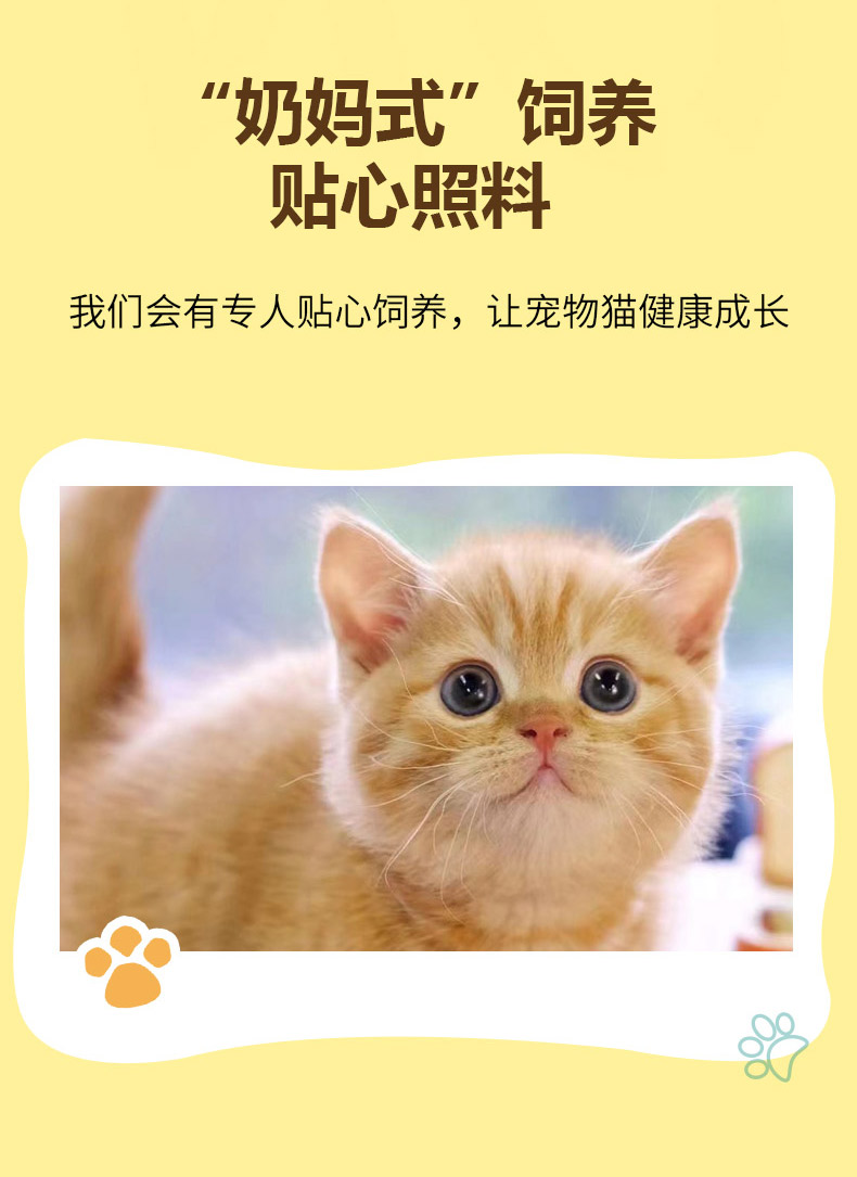 快汪橘猫幼崽猫咪活体宠物猫幼猫幼体纯种桔猫橘子