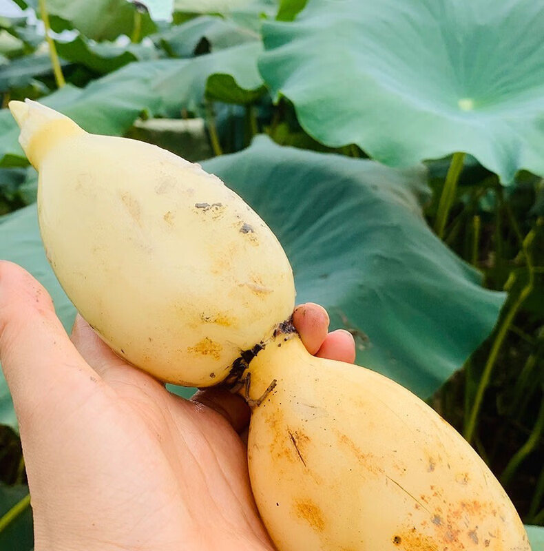湖北农家洪湖莲藕新鲜脆藕嫩藕尖清水藕清炒凉拌卤味当天现挖带泥