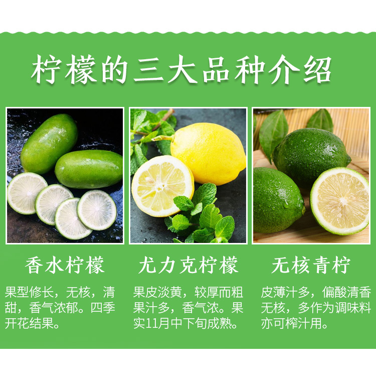 柠檬品种介绍图片