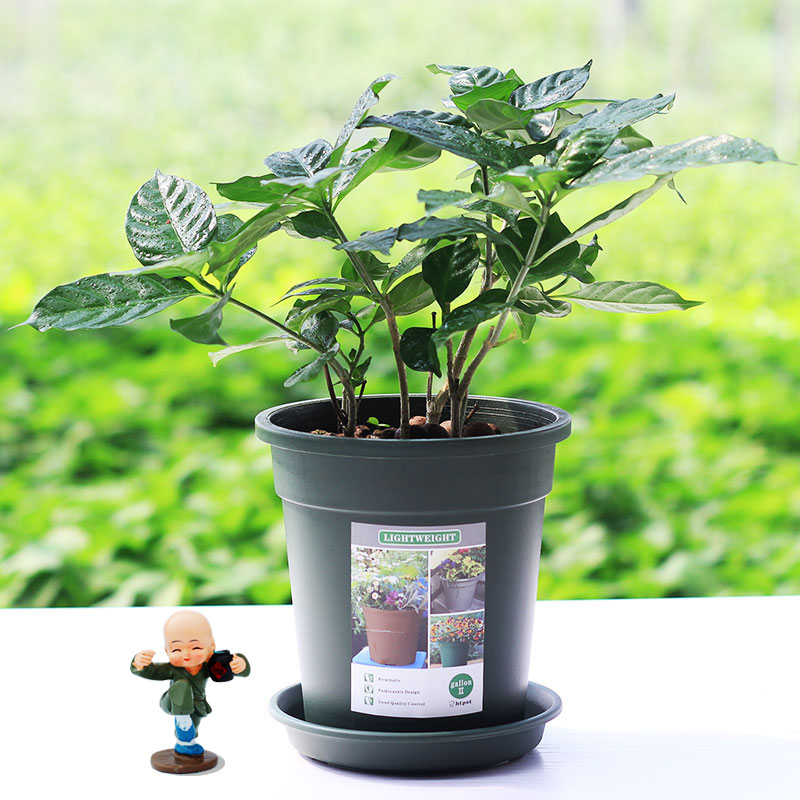 狗牙花盆栽室内四季开花树苗花卉观花植物浓香型净化空气 丁香花-【二