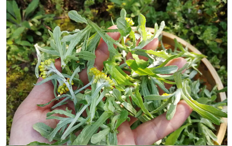 現摘清明草鼠麴草新鮮艾草春季鼠麴草佛耳草鼠耳草田艾粑粑15kg