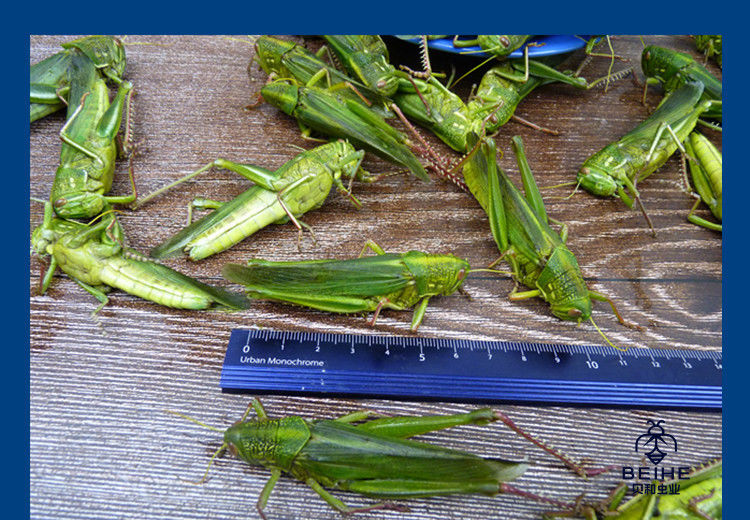 有仁堂个个带籽全母棉蝗蚂蚱纯母新鲜冷冻青蚂蚱蝗虫蹬倒山蚂蚱大蚱蜢