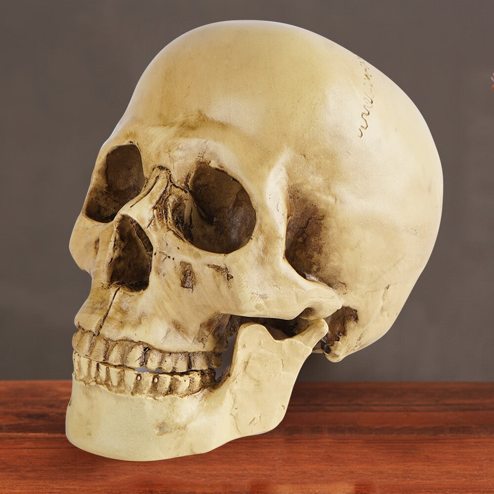 仿真11教学教具人类头骨标本医学人体解剖树脂工艺骷髅头白骨观米白色