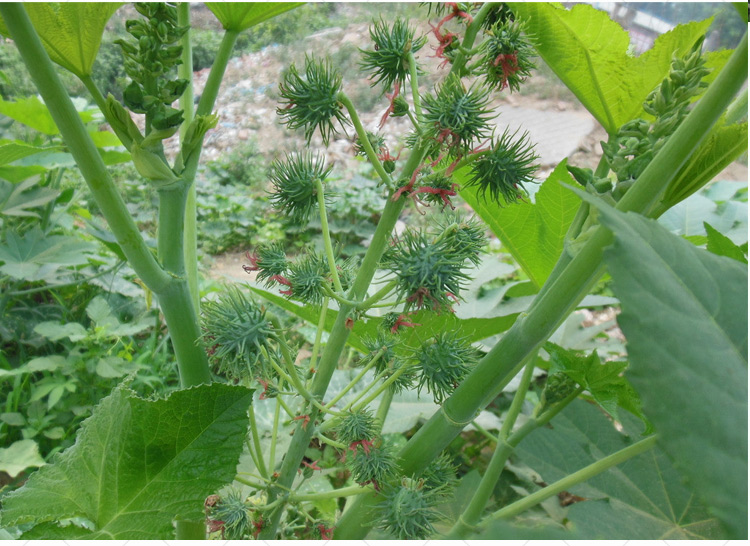 蓖麻種子蓖麻子紅蓖麻種子老麻了草麻黑蓖麻半斤