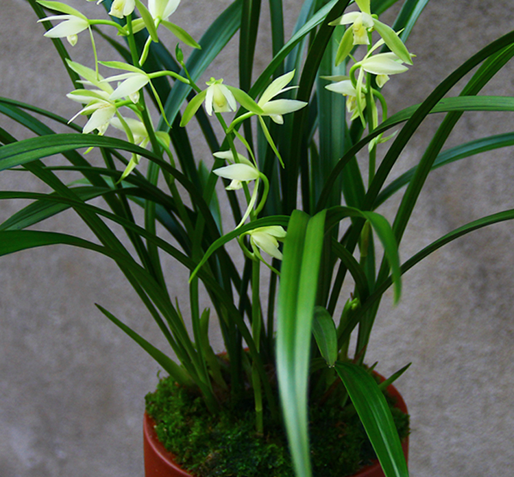 千贞兰花苗【观音素】建兰四季兰花盆栽花卉绿植鲜花客厅室内植物兰草