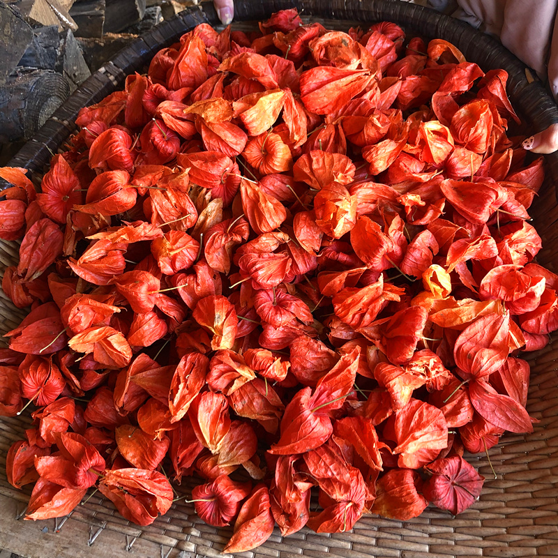 新货野生红姑娘果苦姑娘灯笼果锦灯笼山红菇娘挂金灯干皮75克【图片