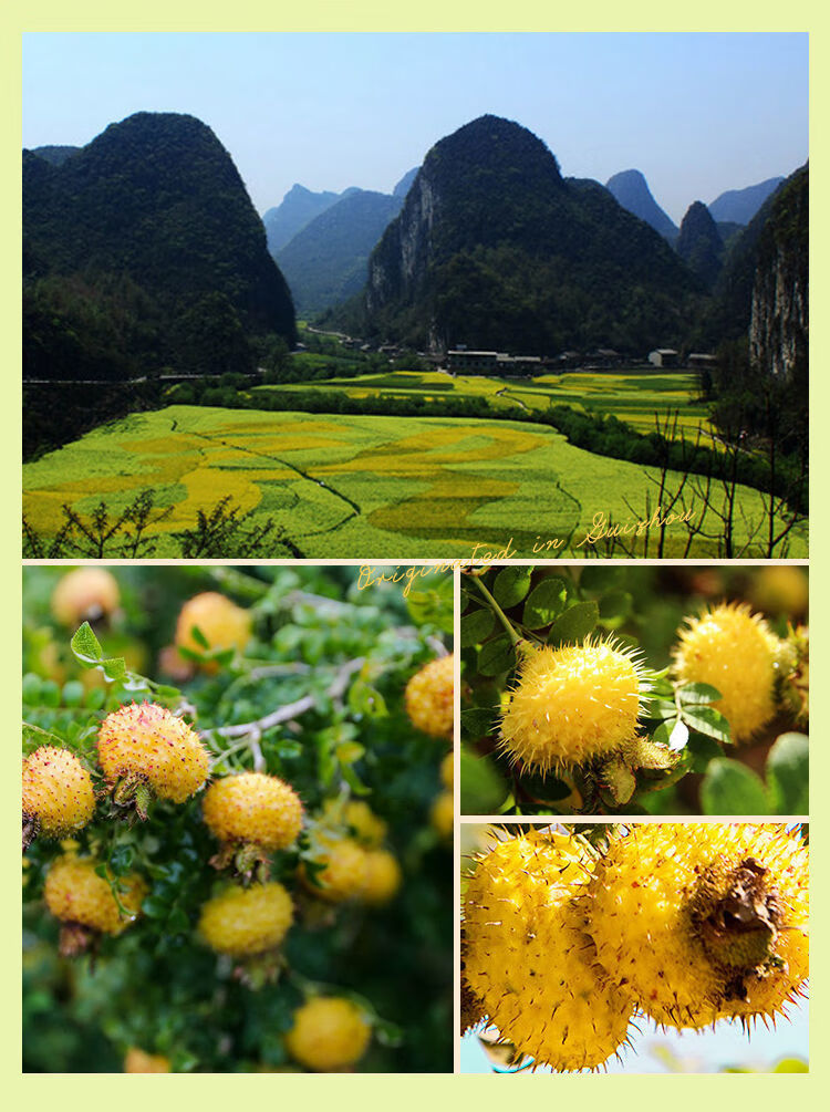 贵州特产刺梨果冻维c果冻刺梨冻果味型吸吸冻网红小吃休闲小零食 三口