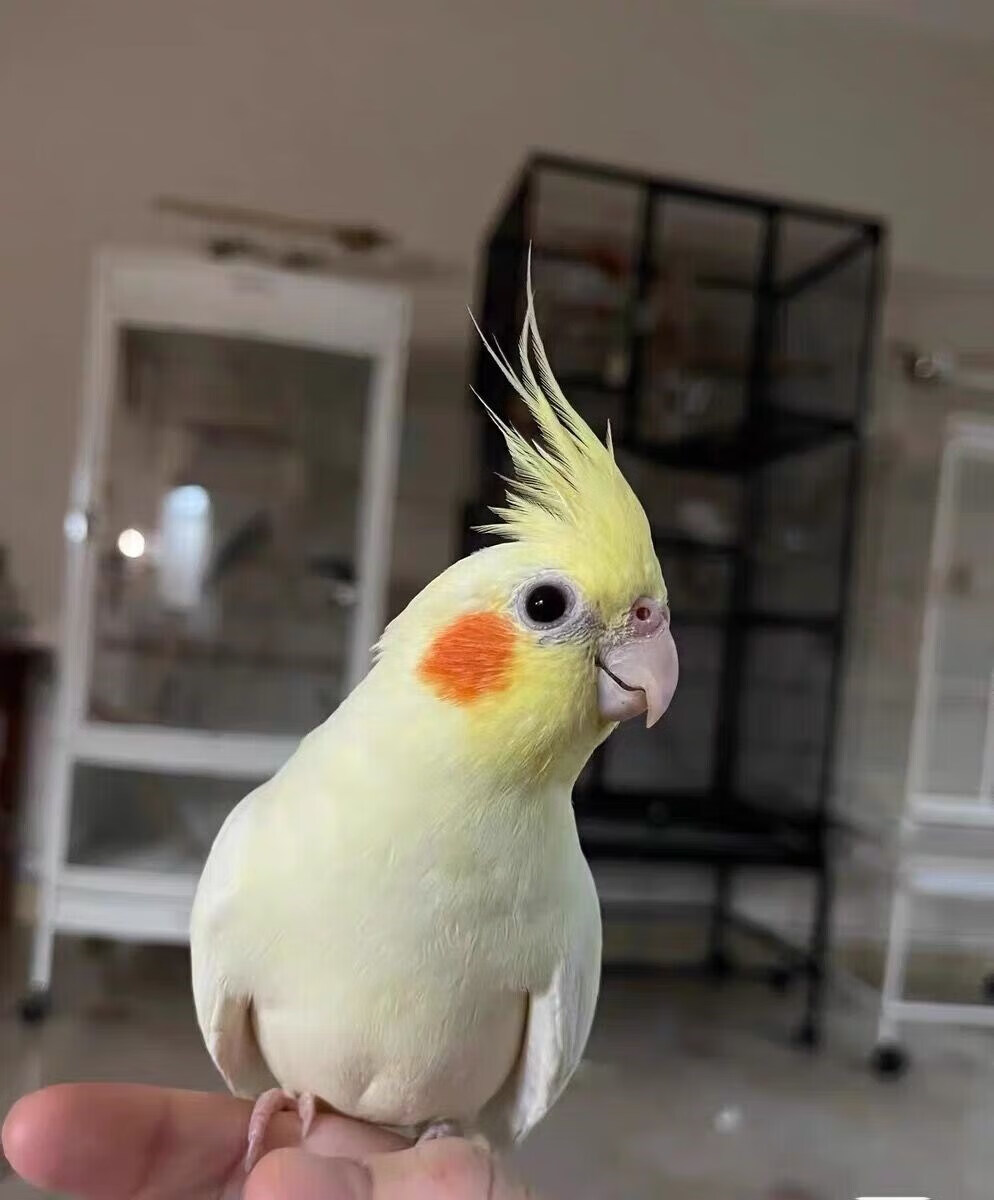 玄凤鹦鹉纯手养活体鸟会说话唱歌宠物黄化玄风幼鸟灰公母一对 珍珠