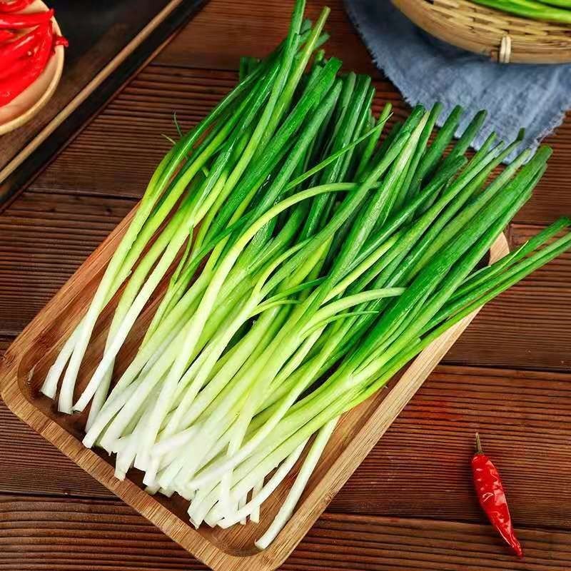山东农家自种新鲜蔬菜小香葱农家小葱香葱蘸酱菜5斤