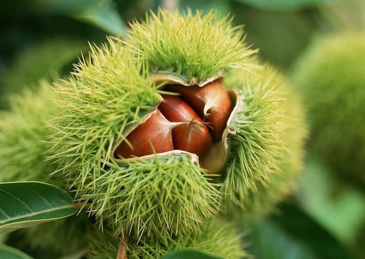 嫁接板栗苗树特大承德大红袍南方北方种植庭院地栽果树苗当年结果四年