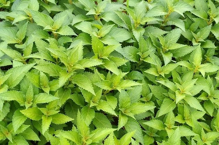 伟博500g溪黄草新鲜草 现摘溪黄草野生溪沟草山阳面黄汁草血风草 一斤