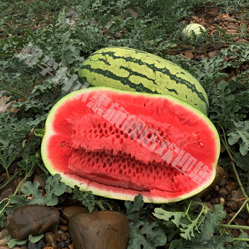 宁夏石缝西瓜 1个装15斤-18斤中卫沙漠香山精品压砂超甜 新鲜大西瓜