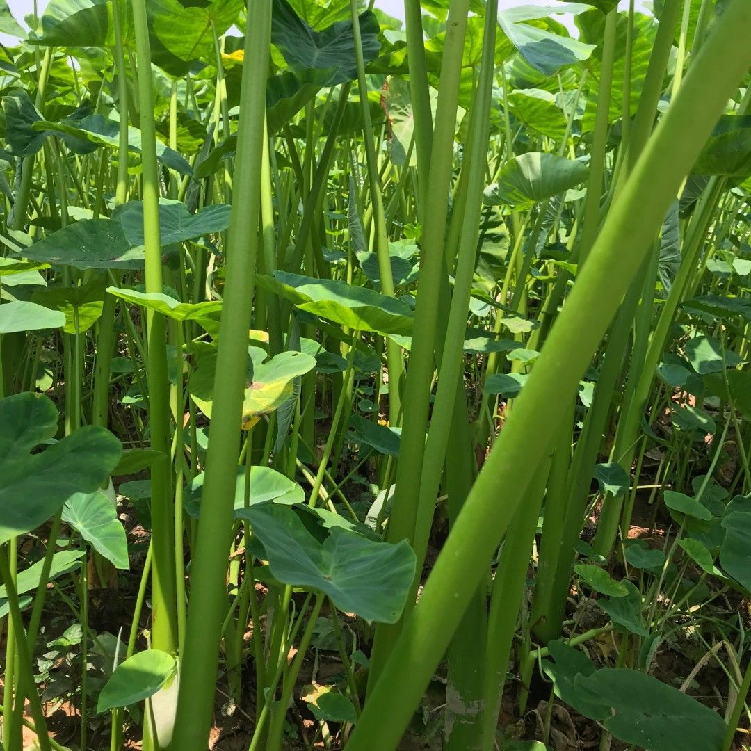 广东撕皮去皮芋头苗撕皮芋荷脱皮芋酸芋苗不辣小包装小袋腌制罐装 酸