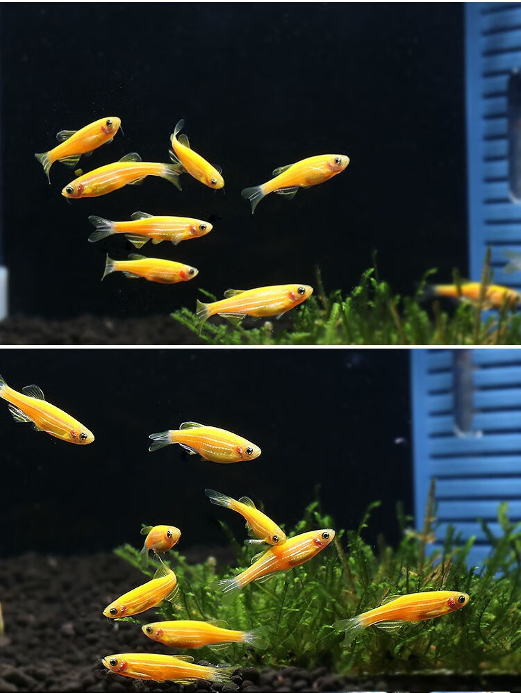 斑马鱼活体彩色小型鱼热带鱼淡水鱼观赏鱼草缸鱼冷水鱼新手鱼好养 24k