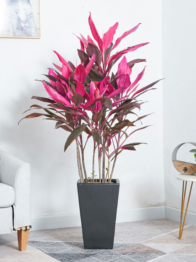 红叶朱蕉盆栽大型室内客厅卧室除甲醛观叶盆景花卉水培红叶铁植物高