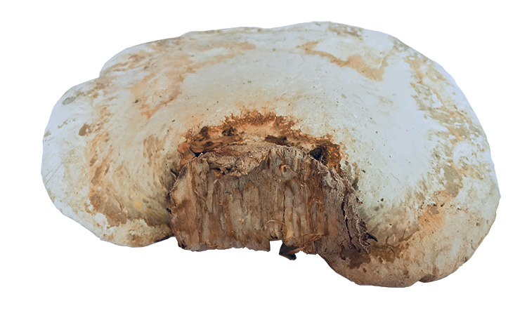 长白山白灵芝整朵灵芝桦剥管菌药材泡茶白边玉芝250可切片【图片 价格