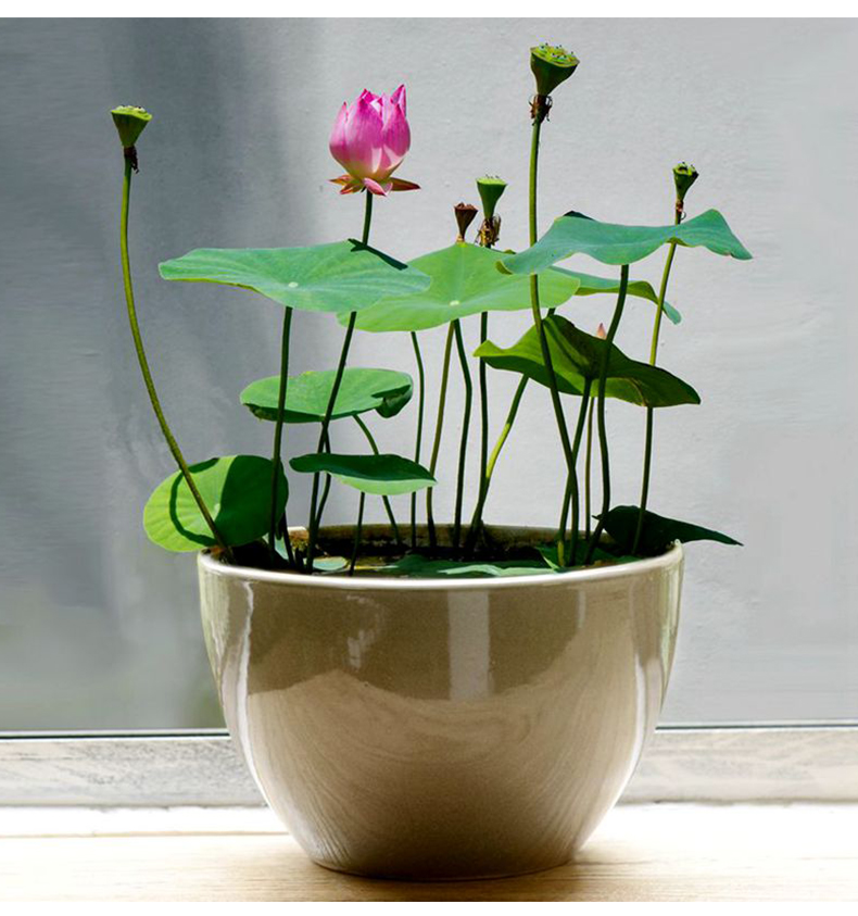 七彩碗莲水培植物四季开花卉室内花盆栽好养花草水养睡莲水生荷花 紫